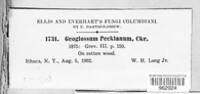 Geoglossum peckianum image